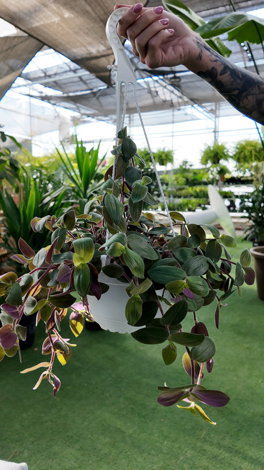 Person holding a hanging baby bunny belly  plant in a greenhouse setting