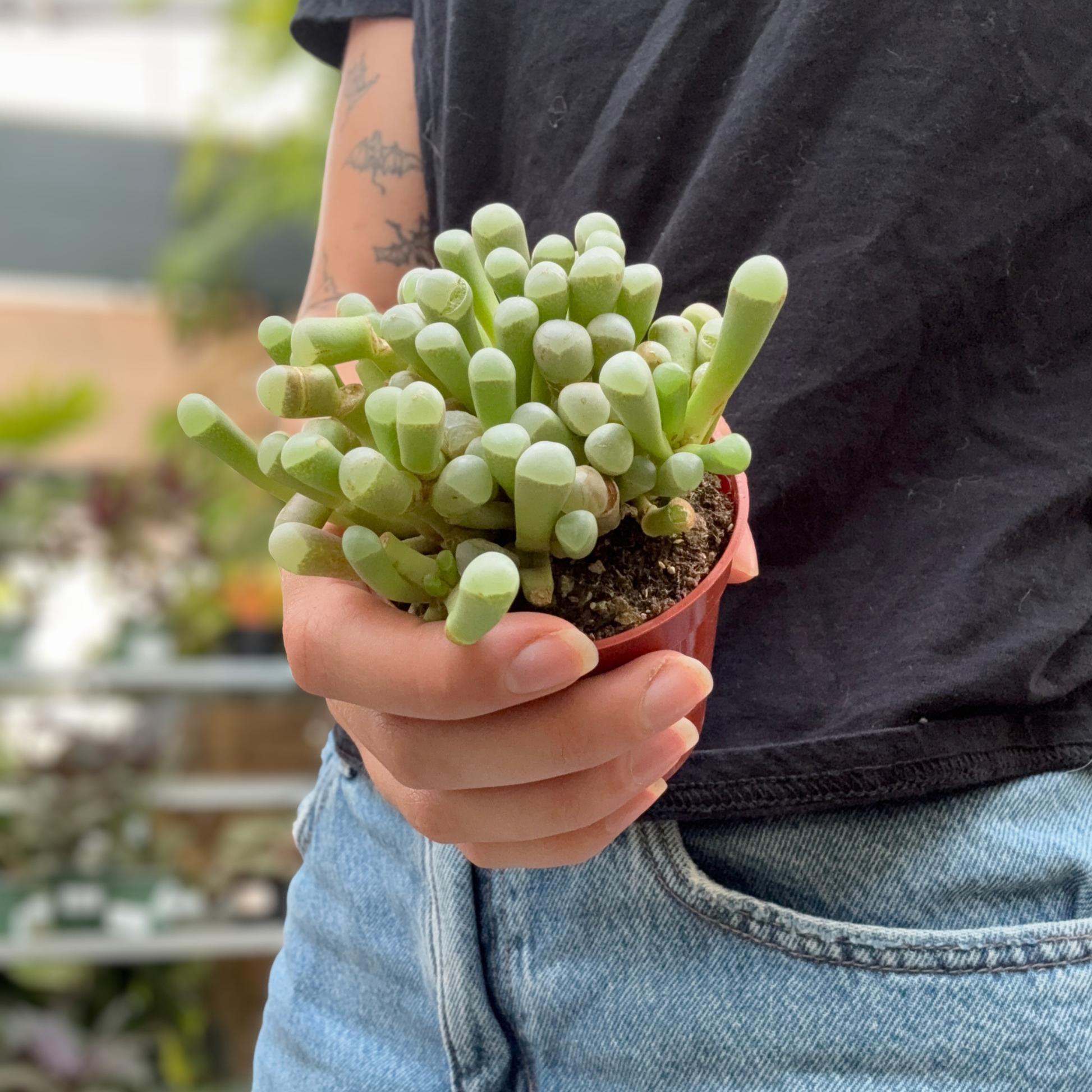a person holding a potted baby toes succulent plant in a greenhouse setting