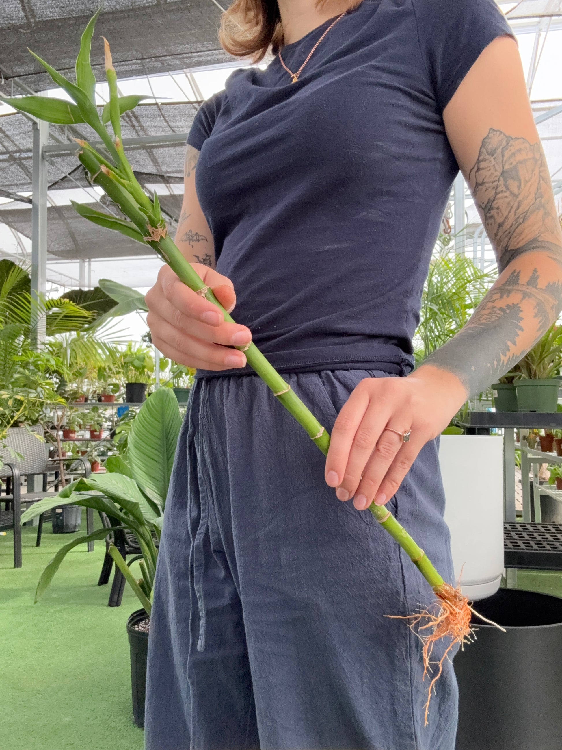 Person holding a lucky bamboo stalk with roots in a greenhouse setting