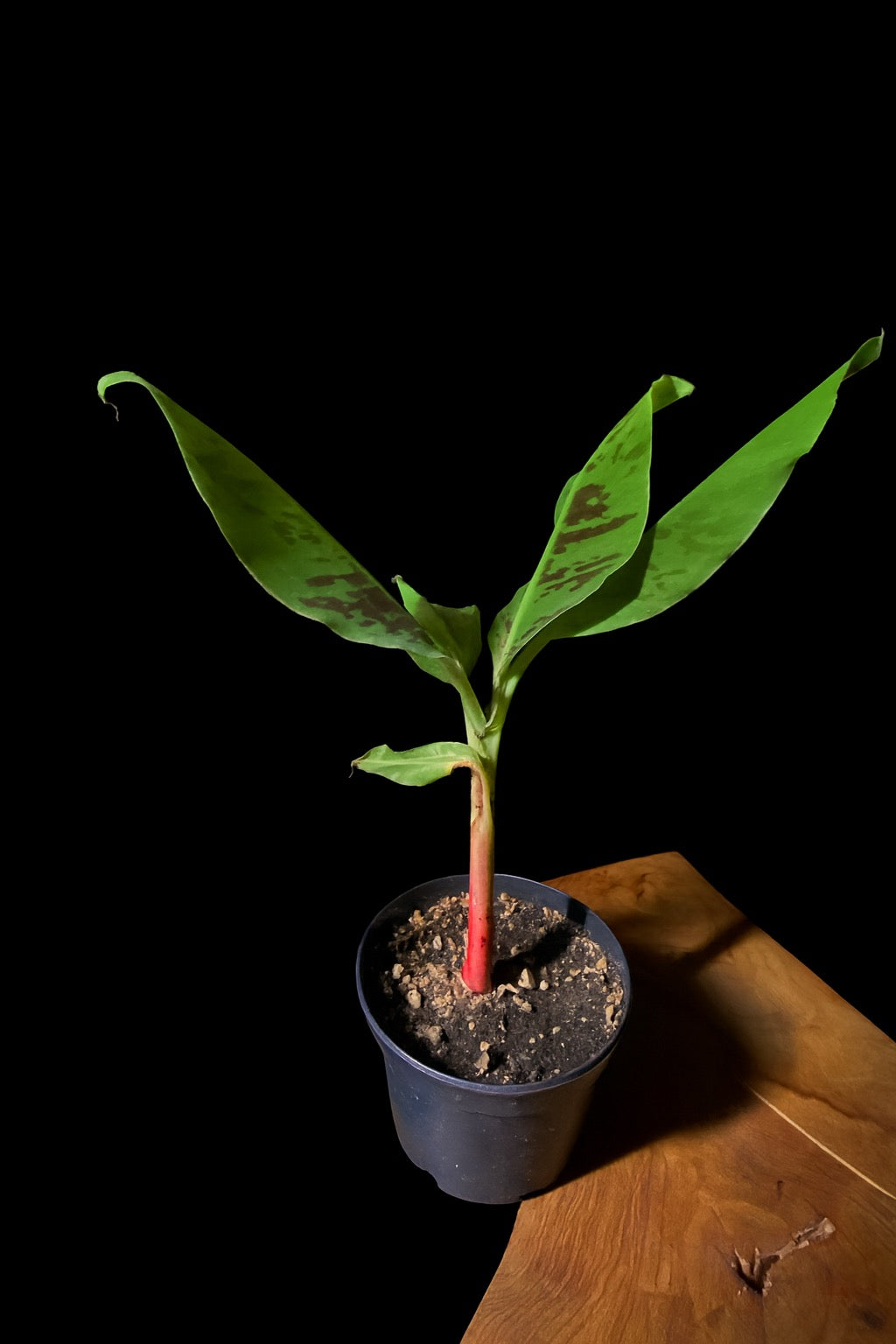 Small potted plant with green leaves on a wooden surface against a black background