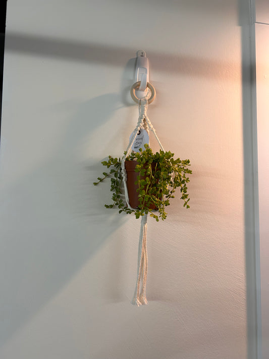 small hanging macrame planter with trailing plant inside with white background