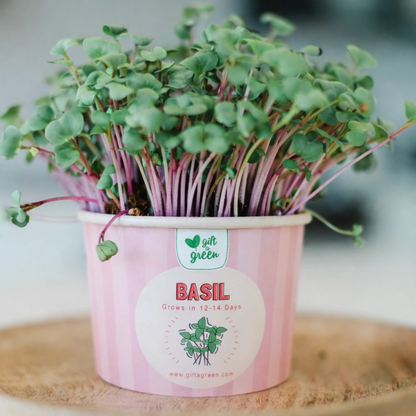 and image of a pink pot labeled basil with basil micro greens growing out of the top sitting on a wooden tray with a white blurred background 
