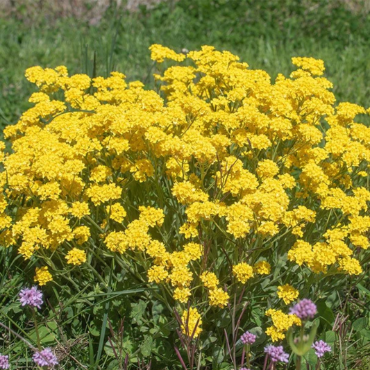 a bushel of bright yellow basket of gold flowers In a field