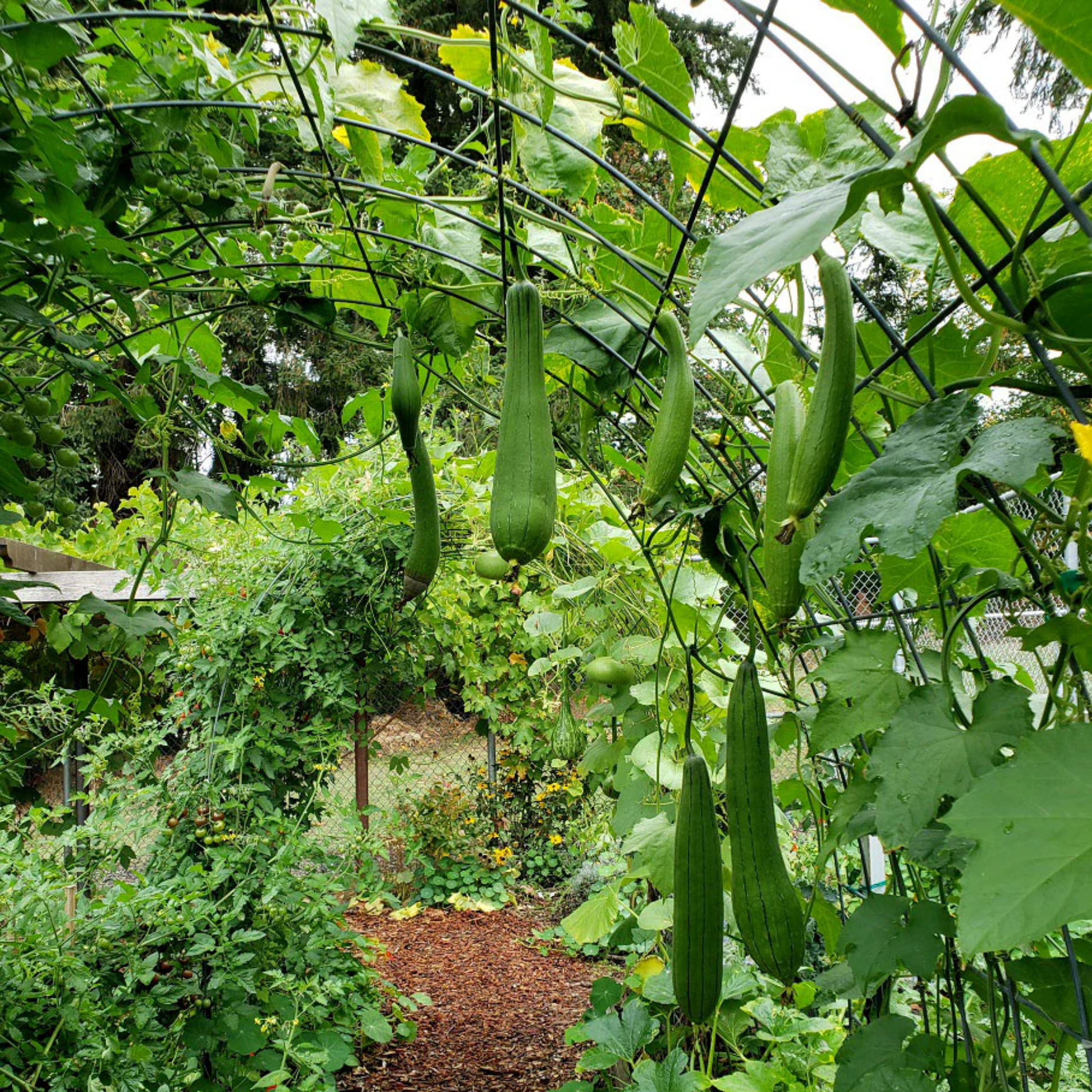 a garden setting with a black metal arch growing bath loofah gourds growing from the arch