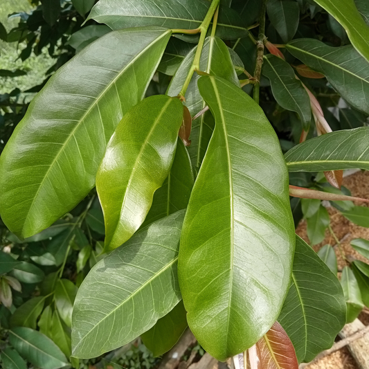 a close up of the shiny green leaves of a growing ay laurel plant