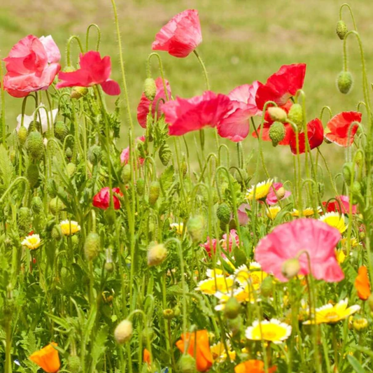 Field of colorful flowers including pink, red, and yellow blossoms.
