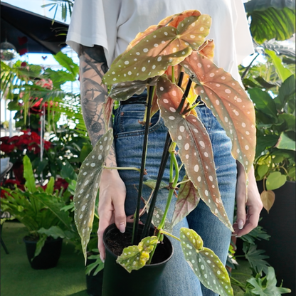 a person holding a potted Begonia Maculata plant in a greenhouse setting