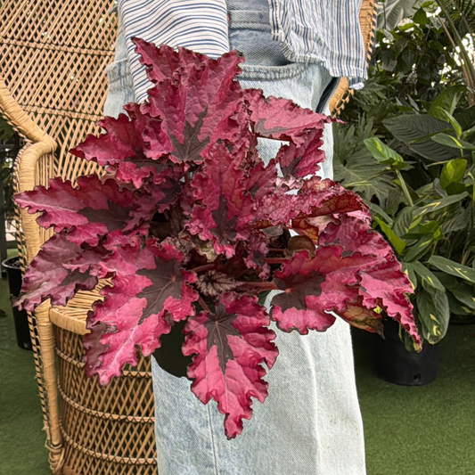 a person holding a potted begonia rex red robin plant in a greenhouse setting