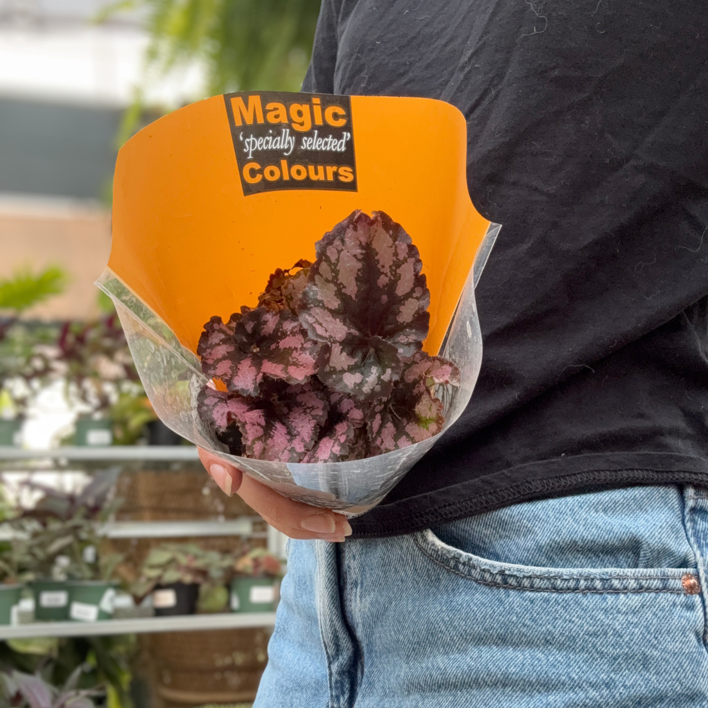 a person holding a potted begonia rex magic colour plant wrapped in yellow plastic in a greenhouse setting