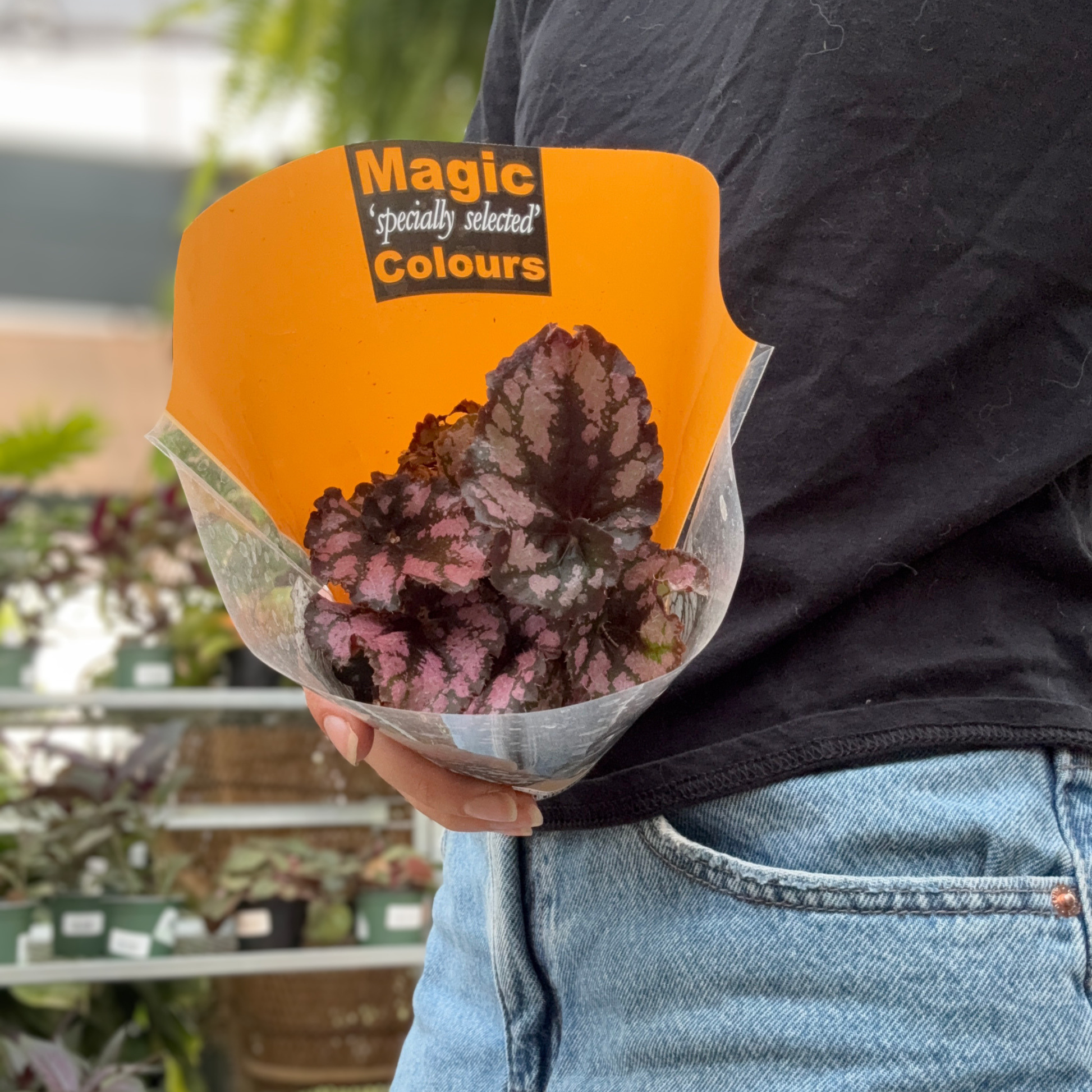 a person holding a potted begonia rex magic colour plant wrapped in yellow plastic in a greenhouse setting