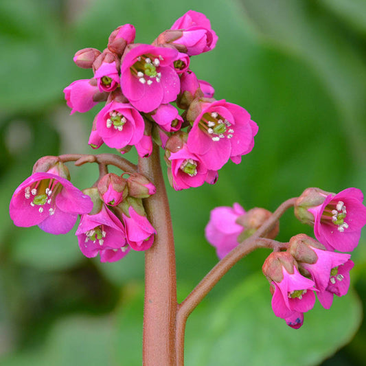 Winter Glow Heartleaf Bergenia