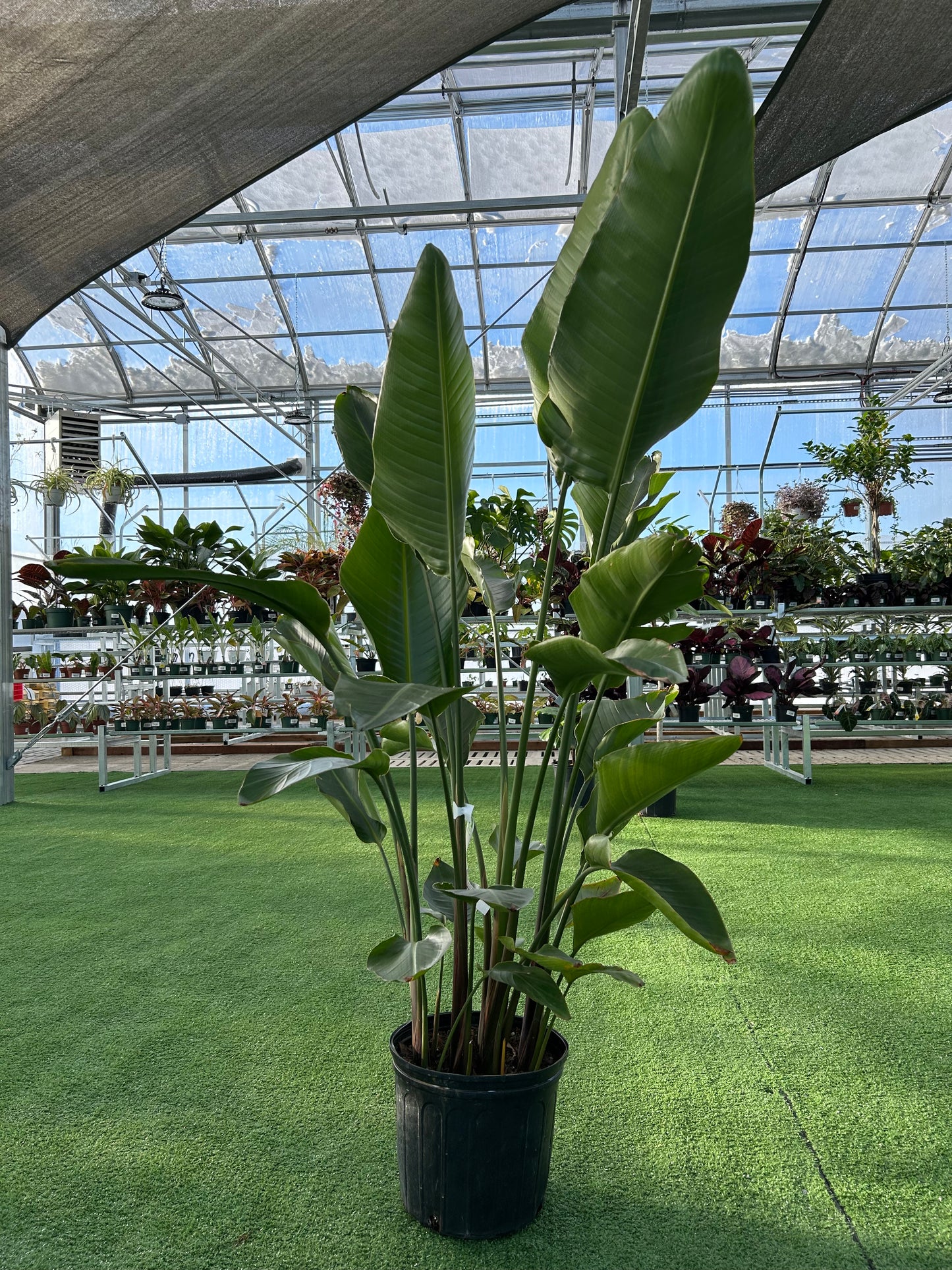 A potted White Bird of Paradise (Strelitzia Nicolai) plant with large green leaves, displayed in a greenhouse setting.