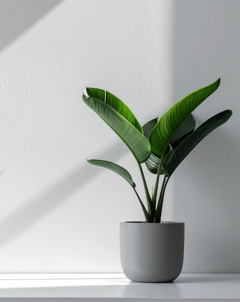 Potted bird of paradise houseplant on a white surface with a light gray background