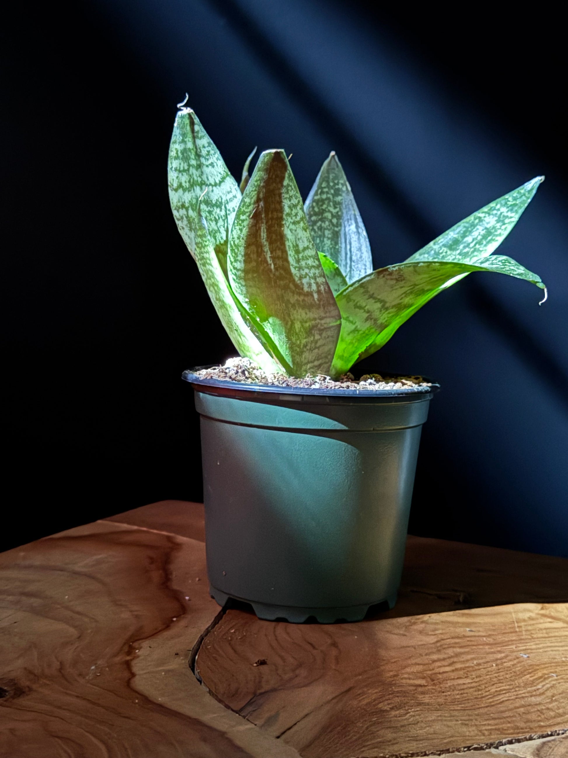 A potted Snake Plant 'Green Hahnii' with short, dark green leaves displaying subtle striping, placed on a wooden surface.