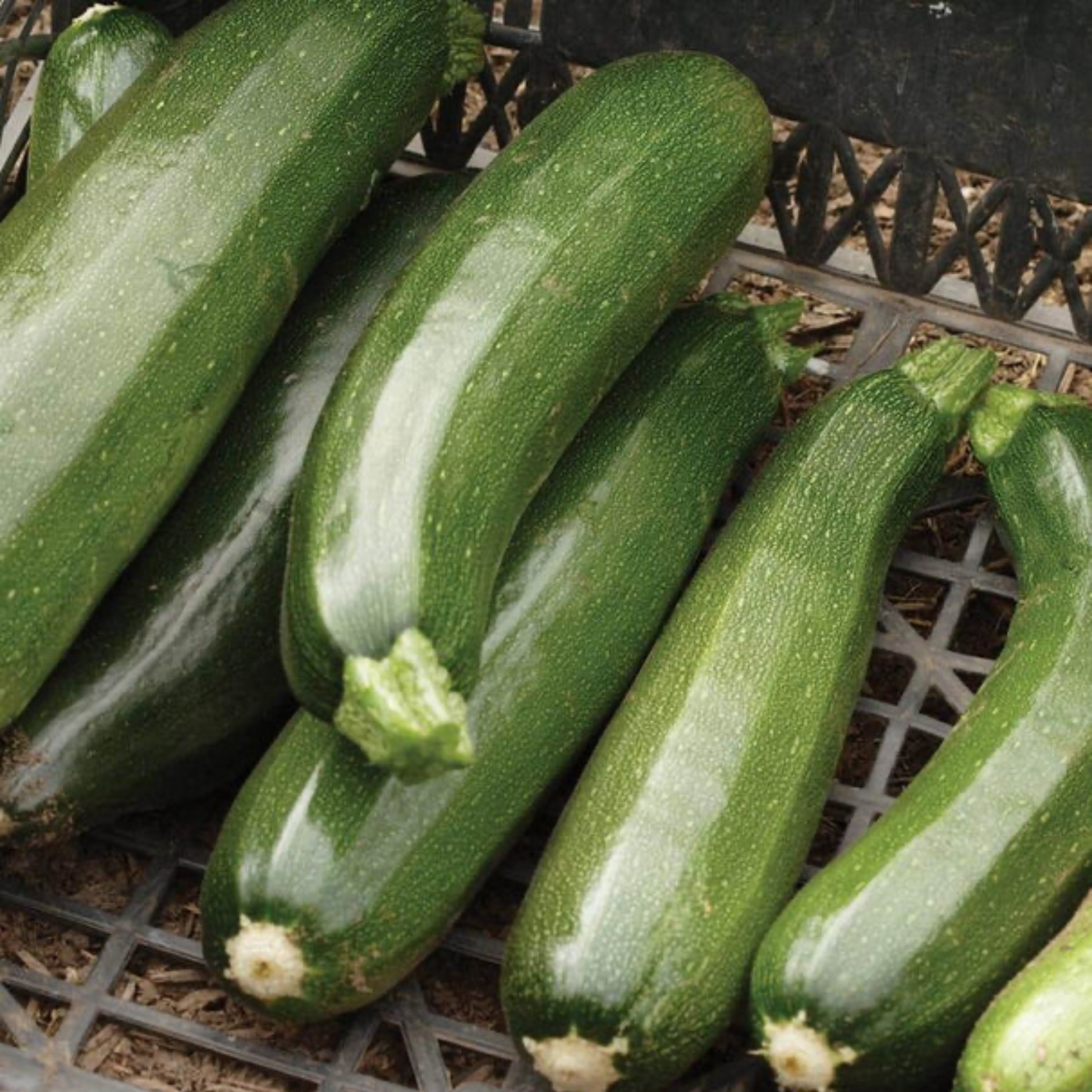 a pile of green black beauty summer squash resting on a black surface