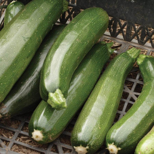 a pile of green black beauty summer squash resting on a black surface