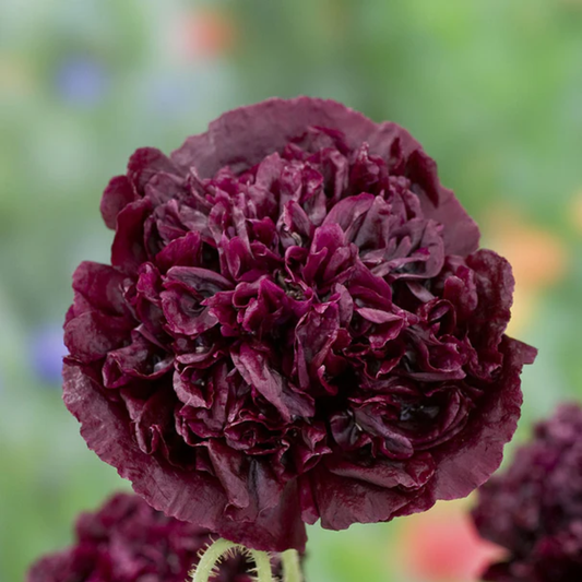 Black Peony Poppy Seeds by West Coast Seeds (Papaver somniferum)