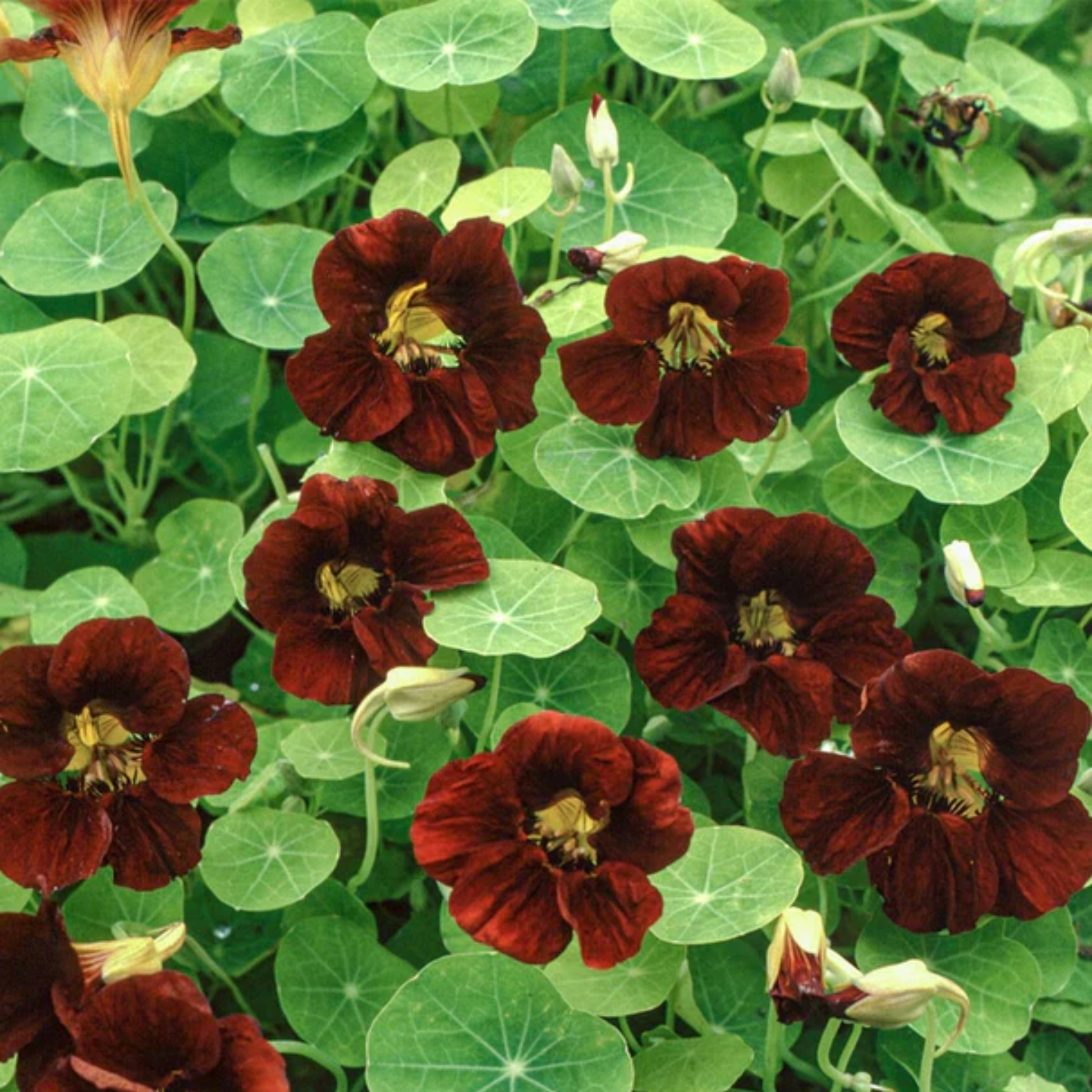 a close up of the dark red black velvet nasturtium flowers