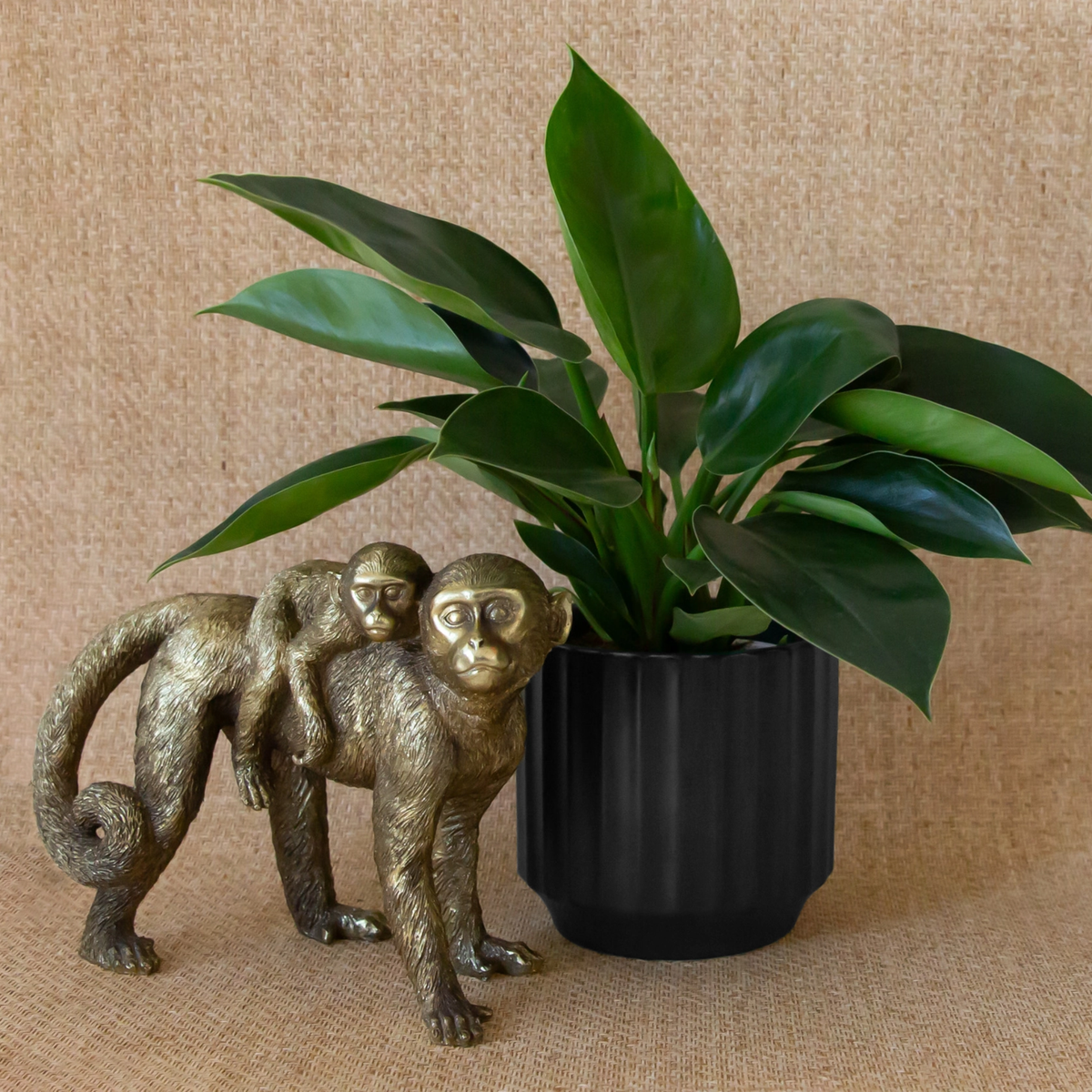 a black ceramic glazed plant pot with a plant potted inside next to a small brass monkey statue with a tan background