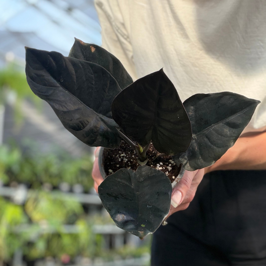 A person holding a small potted black magic alocasia plant with large, dark, glossy heart-shaped leaves in a greenhouse setting.