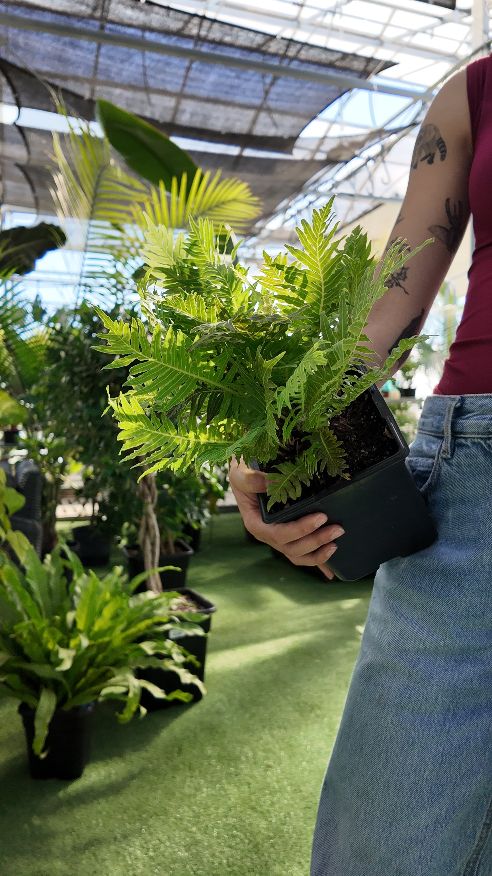 Person holding a potted fern in an indoor setting with greenery