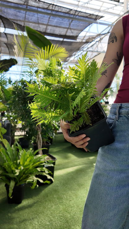 Person holding a potted fern in an indoor setting with greenery
