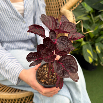 a person holding a potted ire sine Bloody Mary plant in a greenhouse setting