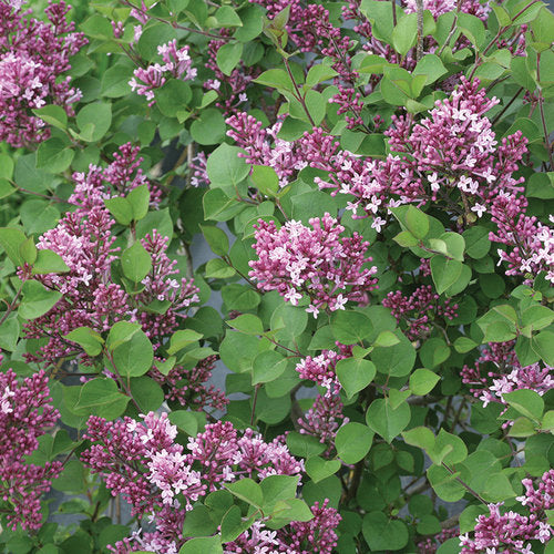 Bloomerang® Lilas nain violet foncé (PW)