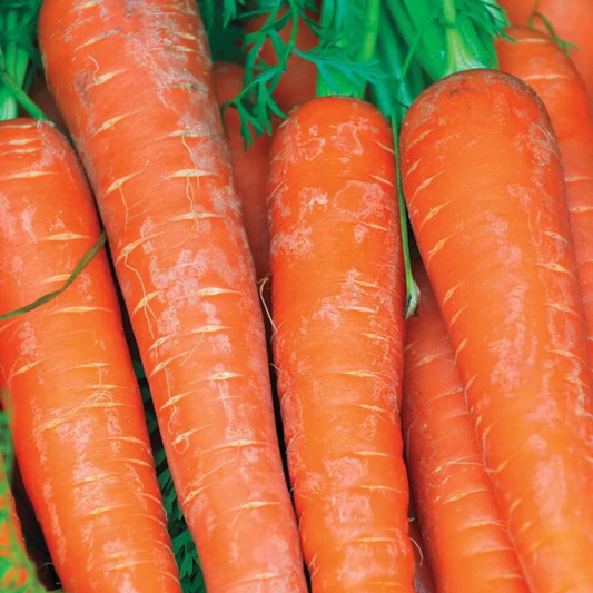 a stack of bright orange bolero f1 carrots with green stems