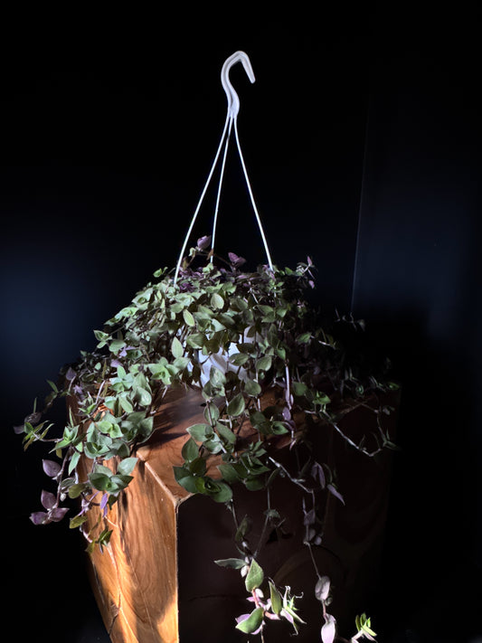 A hanging basket of Bolivian Turtle Vine (Callisia repens) with tiny green leaves and purple undersides, displayed against a dark background.