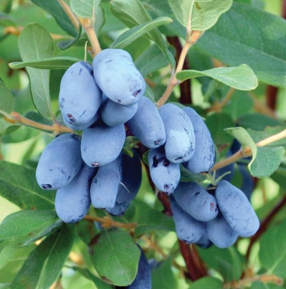 Boreal Beauty Honeyberry