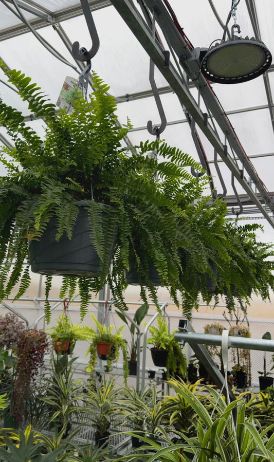 A hanging basket of Boston Fern 'Nevada' with lush green foliage, displayed in a greenhouse setting.