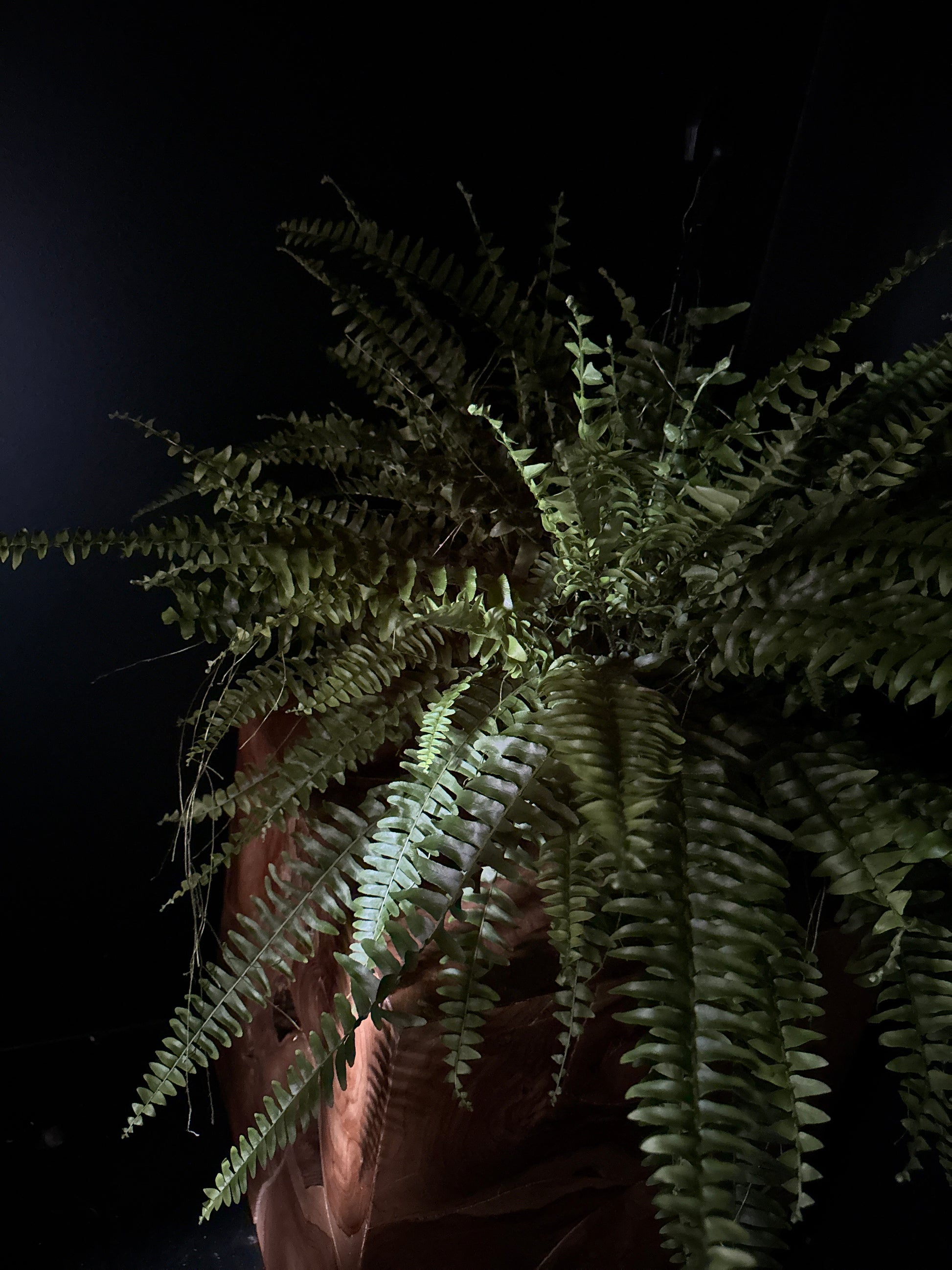 Fern plant against a dark background