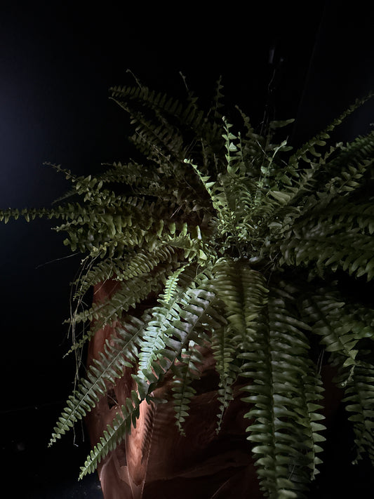 Fern plant against a dark background