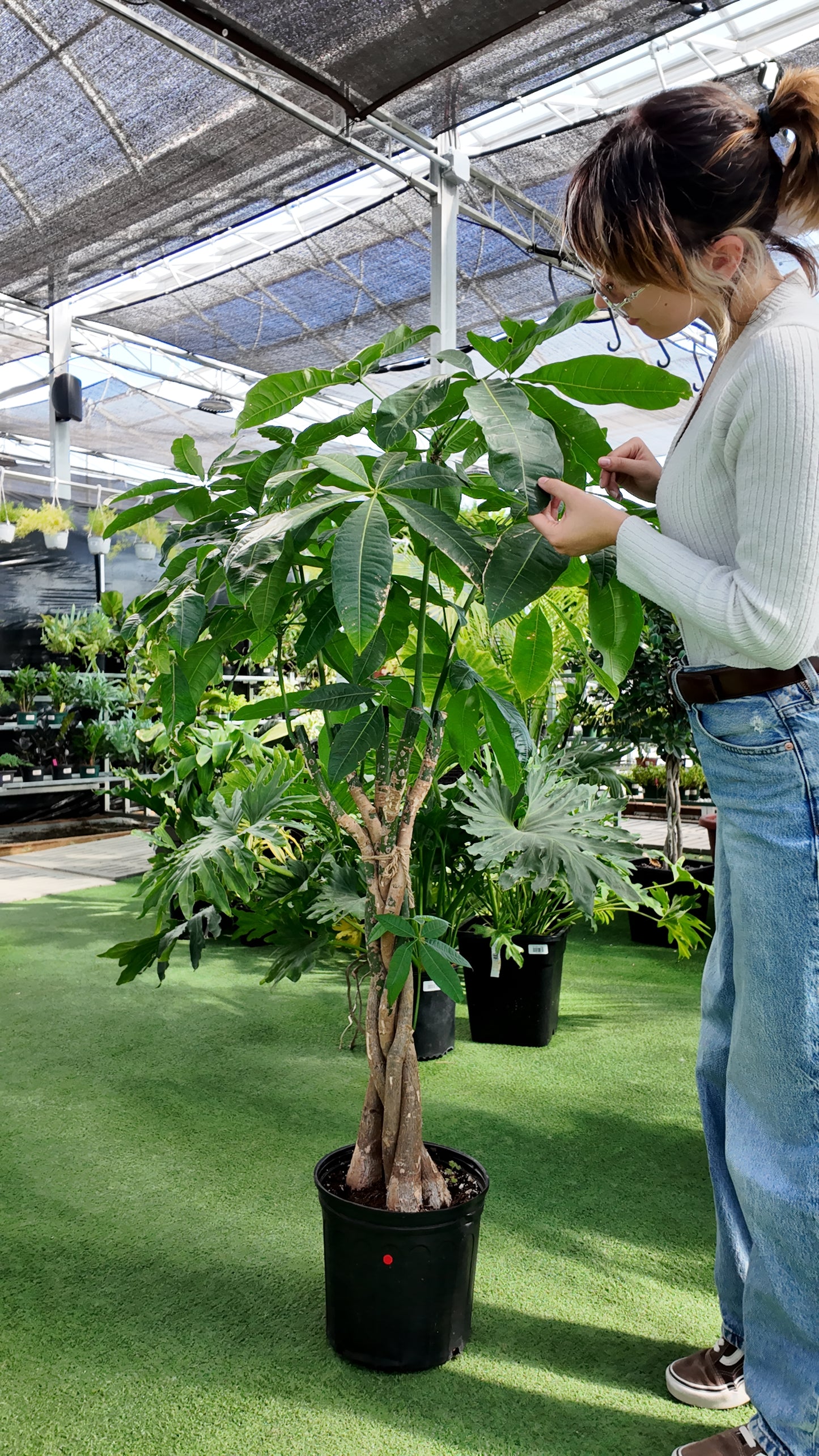 Person examining a potted braided money tree plant in a greenhouse setting