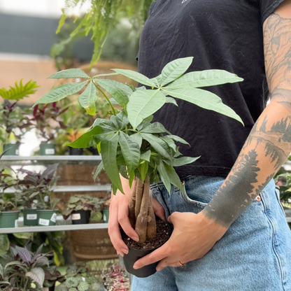 a person holding a potted braided money tree in a greenhouse setting