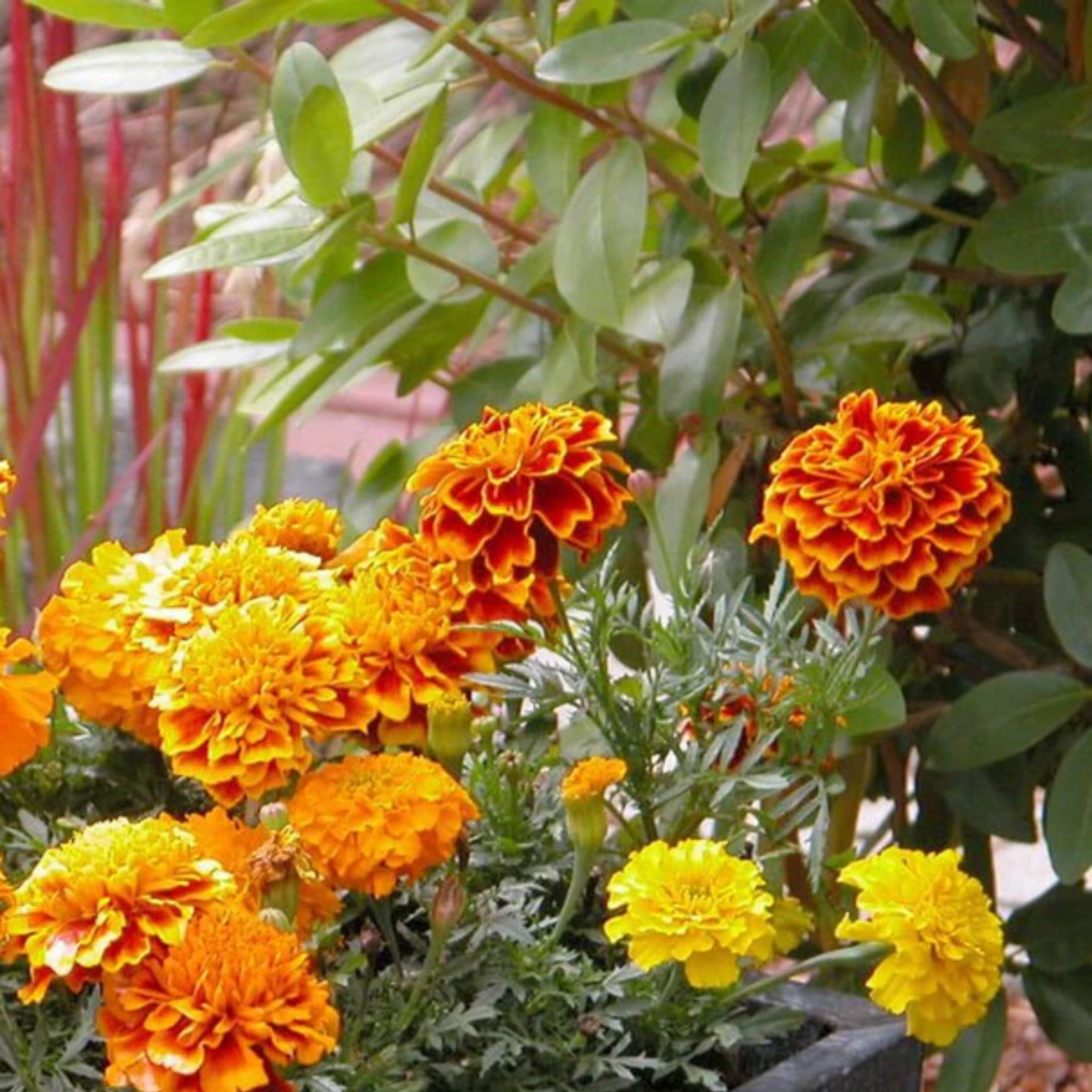 Orange and yellow marigold flowers with green leaves in a garden setting.