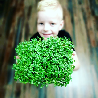 many bright green growing sprouts of broccoli micro greens held by a young child with a soft blur