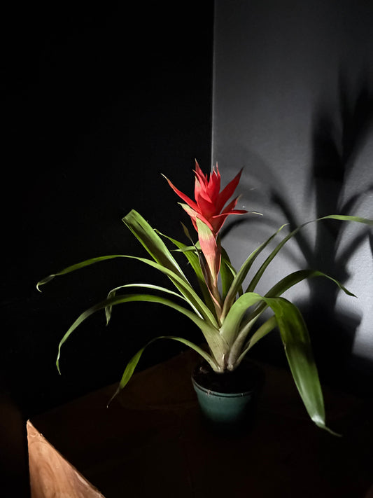 Bromeliad plant with red flower on a dark background