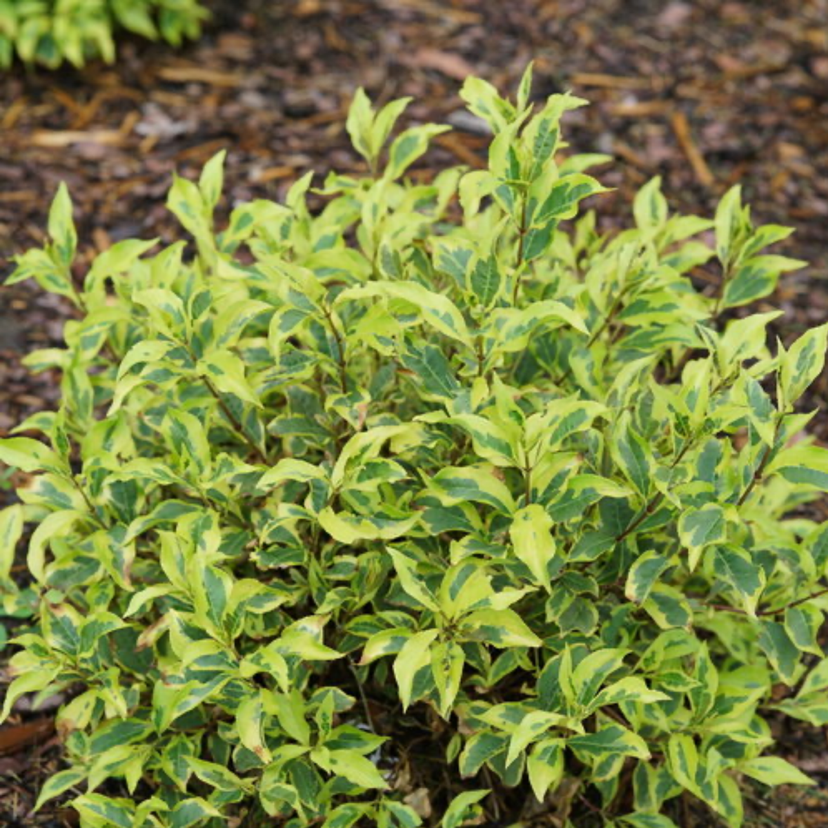 a close up of a bubbly wine weigela plant with yellow and green leaves and thin stems in an outdoor setting