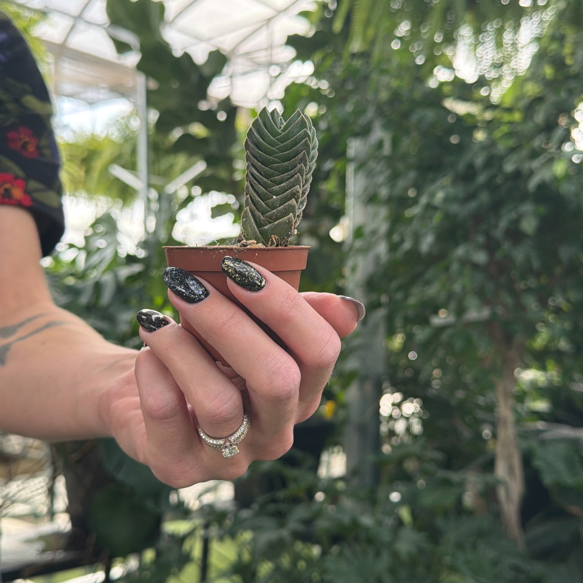 a hand holding a small potted cactus like, buddhas temple plant in a greenhouse setting