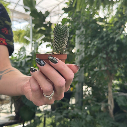 a hand holding a small potted cactus like, buddhas temple plant in a greenhouse setting