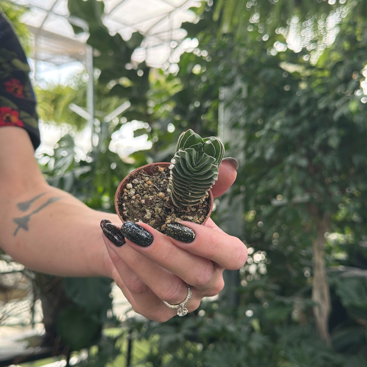 a hand holding a small cactus like, buddhas temple plant in a greenhouse setting