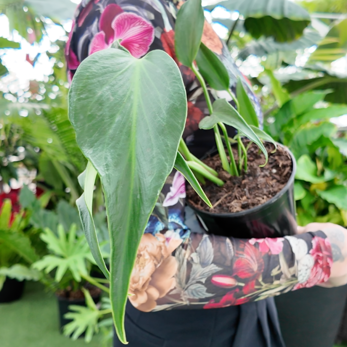 a person holding a potted burl marx flame plant in a greenhouse setting