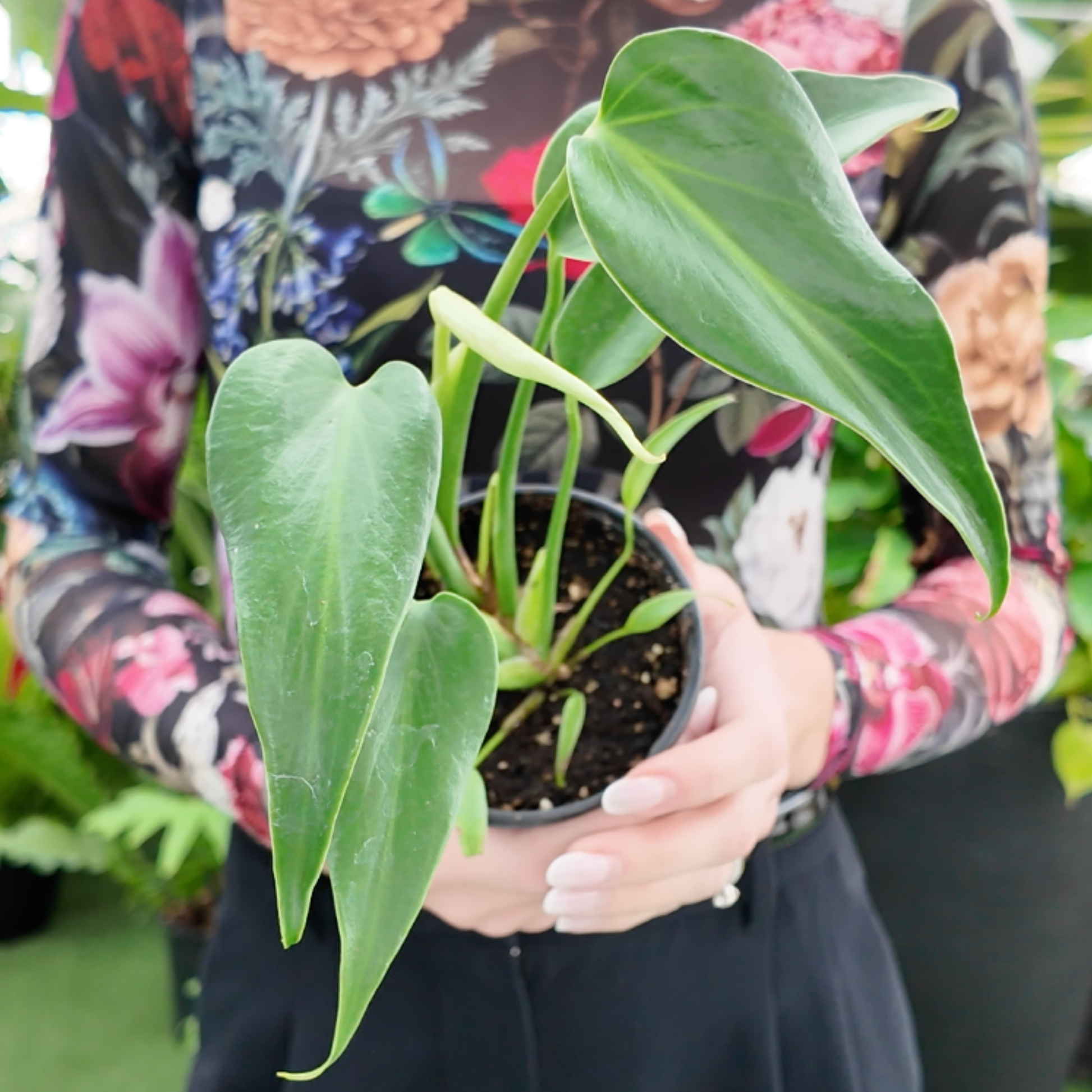 a person holding a potted burle marx flame plant in a greenhouse setting