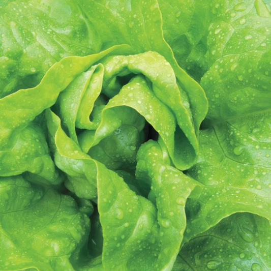 a close up of the bright green leaves of butter crunch lettuce