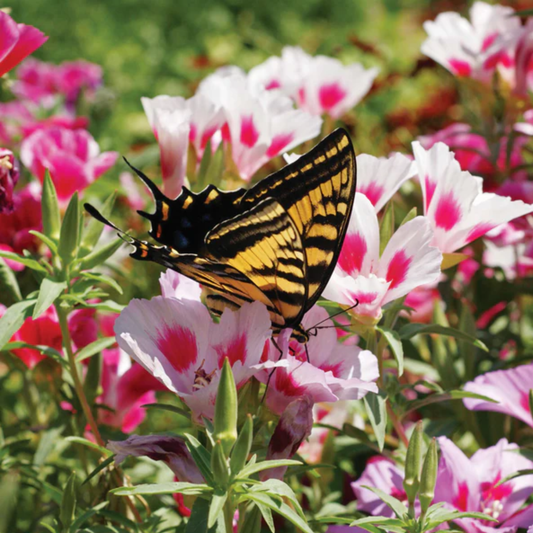 a field of bright pink and white butterfly wildflowers with a monarch fbutterfly resting upon one of them
