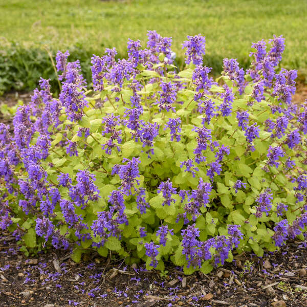 Chartreuse on the Loose Catmint