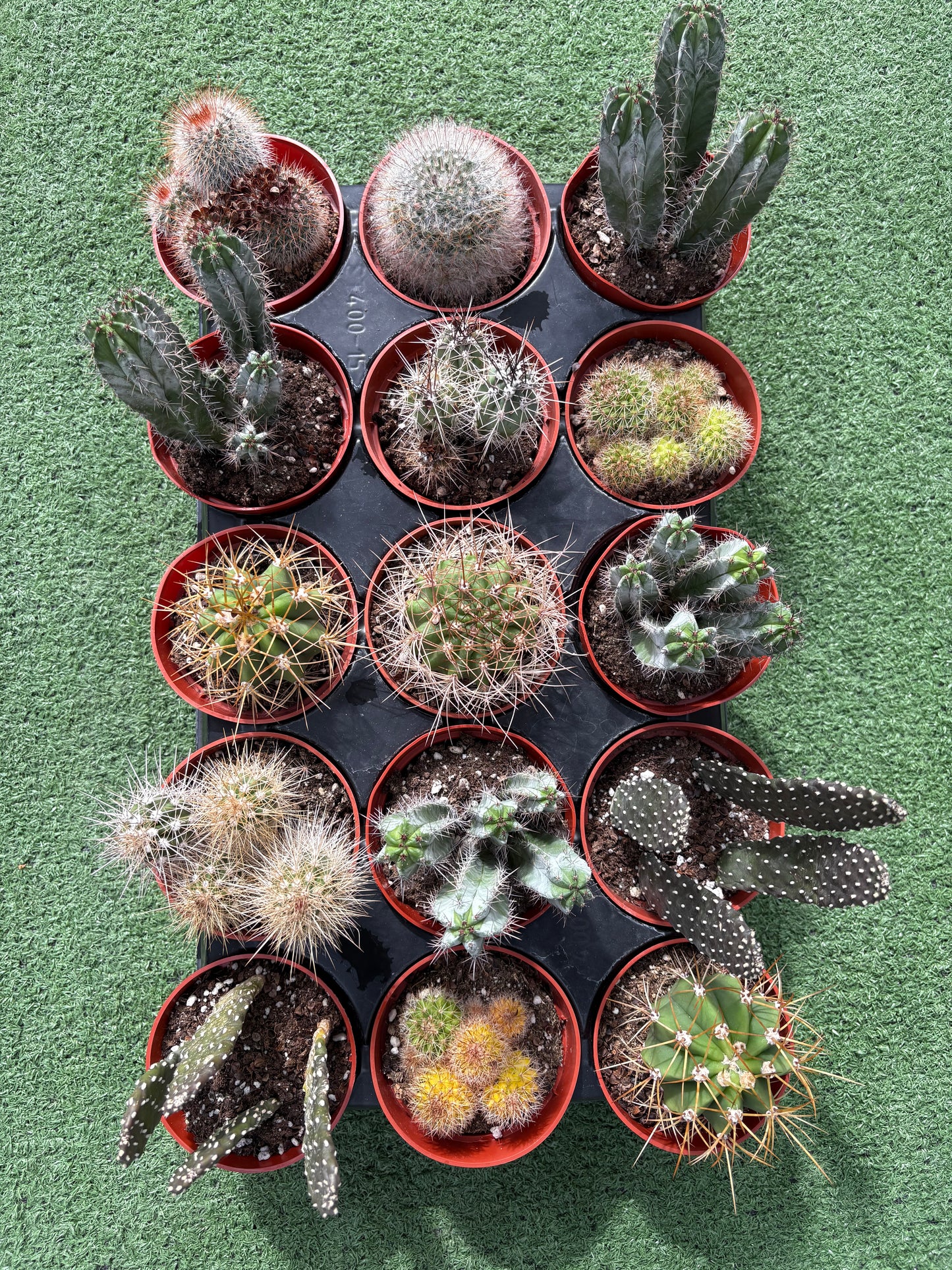 Collection of potted cacti on a green surface