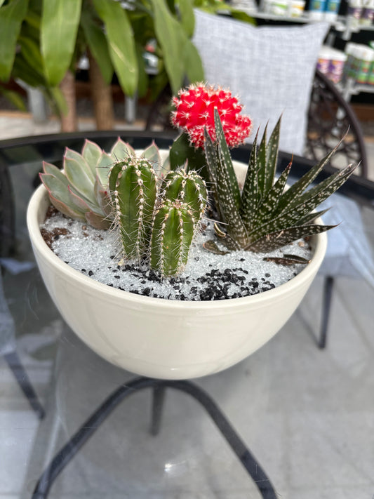 Potted cacti and succulents with a red flower and green leaves on a blurred background